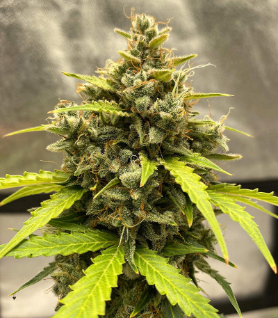 Семена сорта Johnny Cage Auto fem (Семяныч)