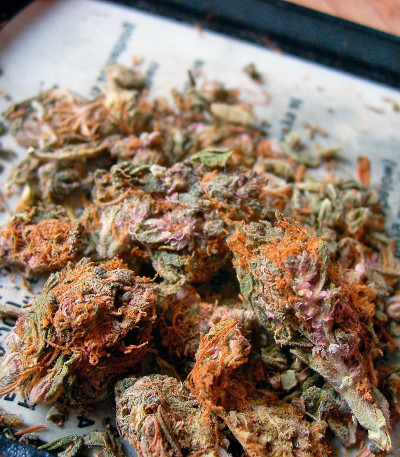 Семена конопли Night Queen