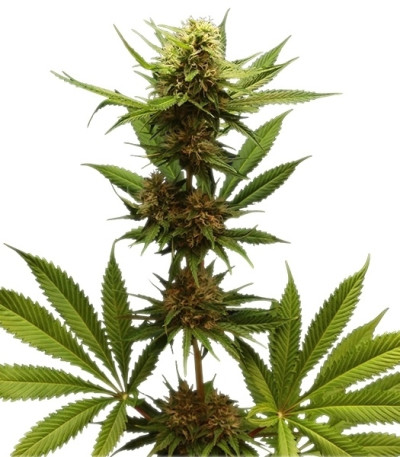 Семена сорта Northern Light fem (Royal Queen Seeds)