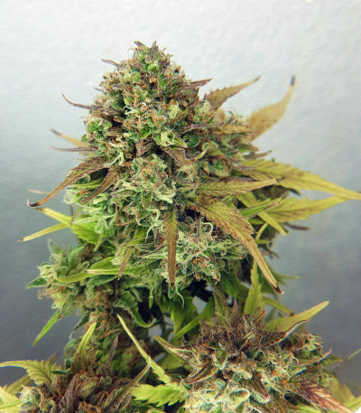 Семена сорта Zkittlez Auto fem (Семяныч)