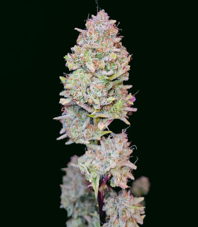 Семена сорта Apricot Auto fem (FastBuds)