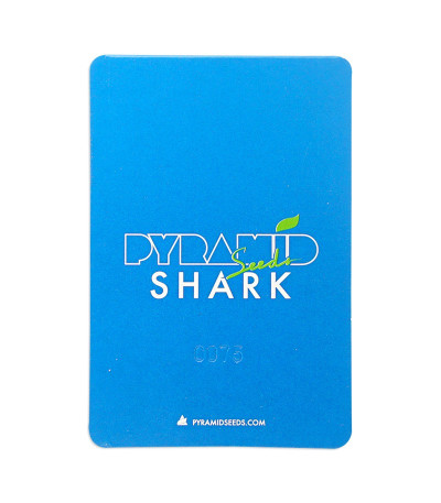 Семена сорта Shark fem (Pyramid Seeds)