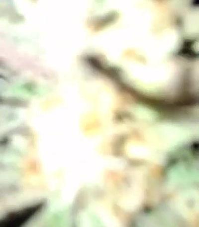 Семена сорта Runtz fem (Barney's Farm)