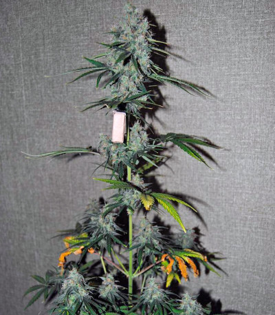 Семена сорта Auto Wappa fem (Paradise Seeds)