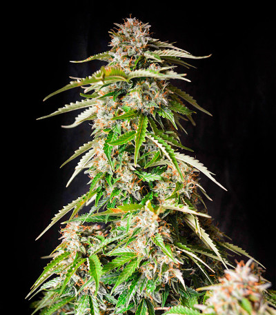 Семена сорта Gorilla Auto fem (Семяныч)