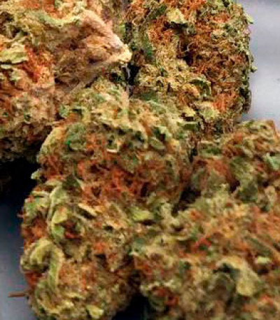 Семена сорта Mighty Mango Bud fem (Vision Seeds)