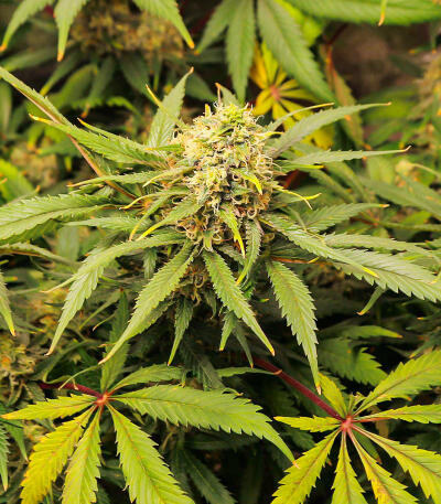 Семена сорта Gummy Skunk Fast Version fem (Easy Grow Seeds)