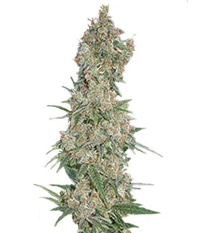 Семена сорта Far Out fem