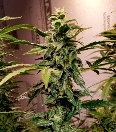 Семена сорта Skunky Monkey Auto fem (Heavyweight Seeds)