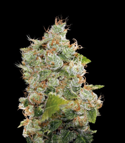 Семена сорта Bcn Sour Diesel fem