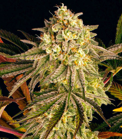 Семена сорта Blue Sunset Sherbert fem