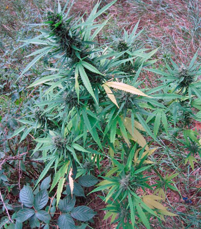 Семена сорта Passion #1 fem