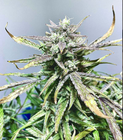 Семена сорта Punch Gelato #33 Auto fem (Cali Buds Seeds)