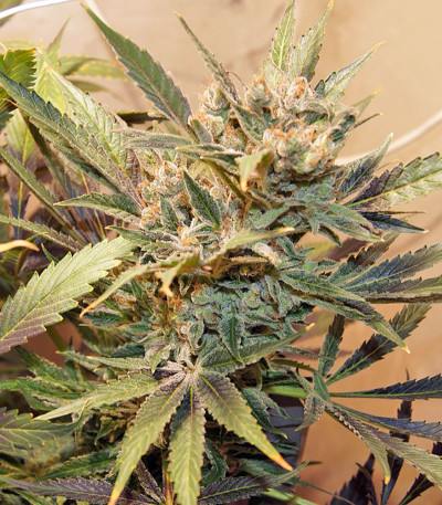 Семена сорта Satori reg (Mandala Seeds)