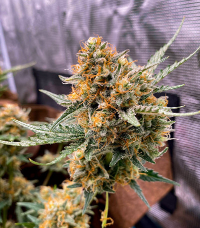 Семена сорта Sweet Zenzation XL Auto fem (Sweet Seeds)