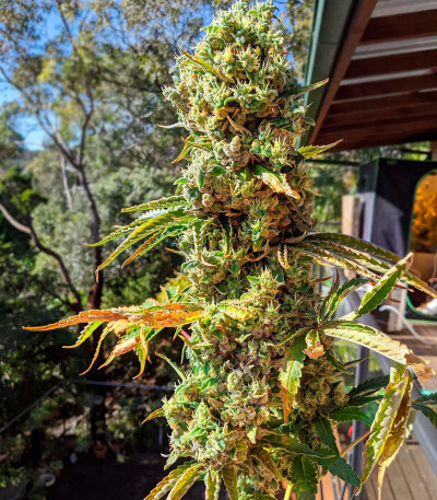 Семена сорта White Widow fem (Green House Seeds)