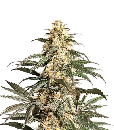 Семена сорта Black Lebanon fem (Dutch Passion)