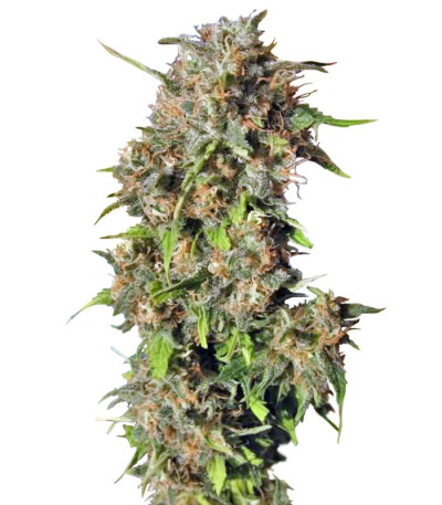 Семена сорта Wild Rose fem (Sweet Seeds)