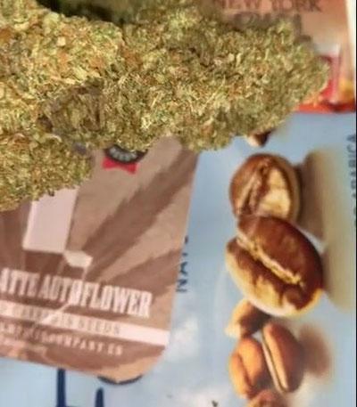 Семена сорта Vanilla Latte Auto fem от Humboldt Seed Company