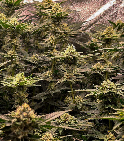 Семена сорта DDoS #33 fem (Herbies Seeds)