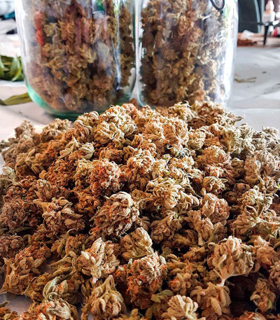 Семена сорта Gelato #33 Fast (Advanced Seeds)