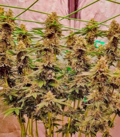 Семена сорта Insane OG Strain