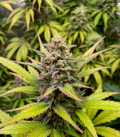 Семена сорта Jet Fuel Mandarine XL Auto fem (Sweet Seeds)