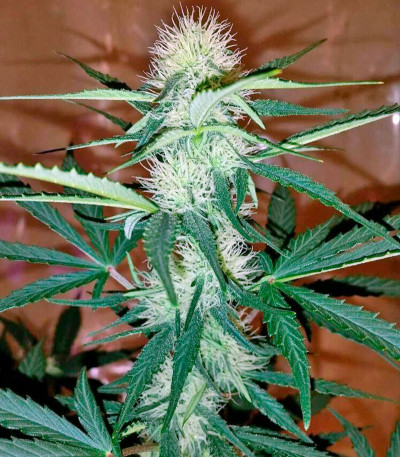 Семена конопли Moby Dick XXL Autoflowering fem