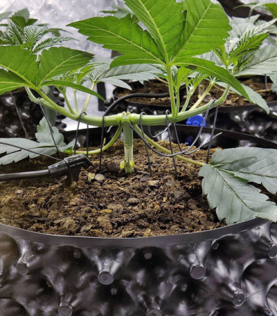 Семена сорта Gorilla Zkittlez fem (Barney's Farm)