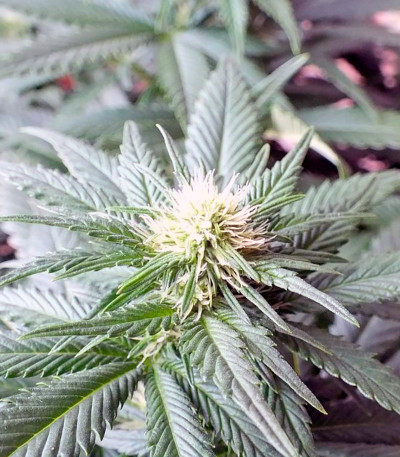 Семена сорта Ladyburn 1974 fem