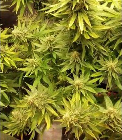 Семена сорта Blue Sunset Sherbert fem