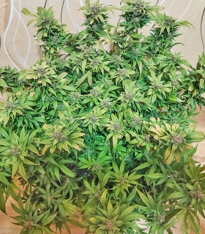 Семена сорта Super Mazar fem (Victory Seeds)