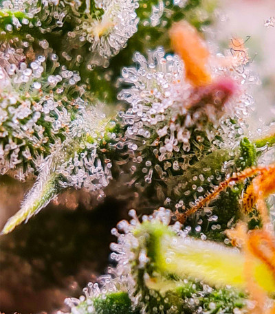 Сорт конопли Green Gelato Automatic fem (RQS)