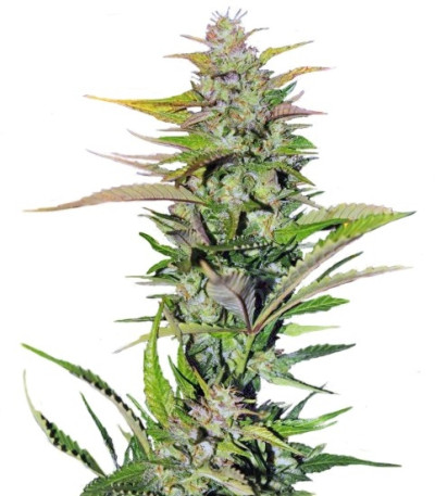 Семена сорта Black Jack F1 Fast Version fem (Sweet Seeds)