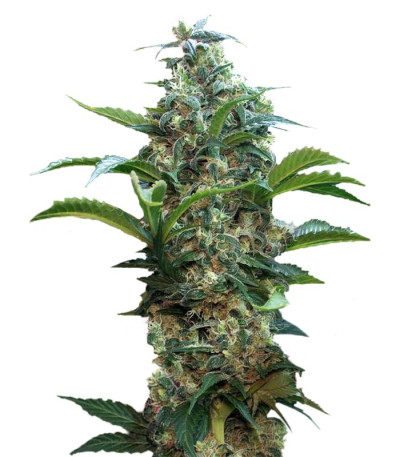 Семена сорта Satori reg (Mandala Seeds)
