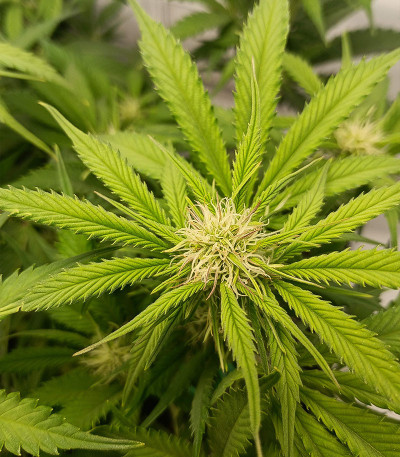 Семена сорта Triple G Auto fem (Royal Queen Seeds)