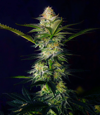 Семена сорта Blueberry Hill fem (Herbies Seeds)