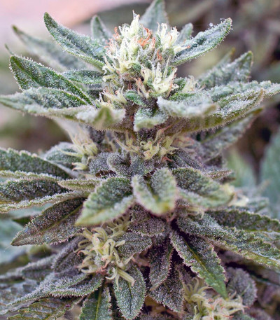 Семена сорта Durban Poison reg (Dutch Passion)