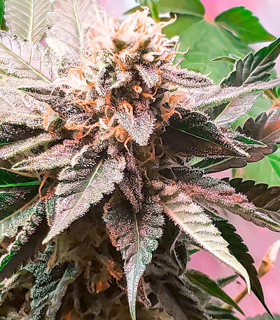 Семена сорта Glue Sherbert fem (AlphaFem Seeds)