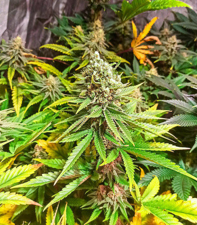 Семена сорта Gorilla Cookies Fast fem (High Speed ​​Buds)