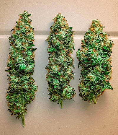 Семена сорта Grandmommy Purple Auto fem (Herbies Seeds)