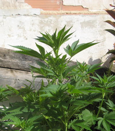 Семена сорта Holy Grail 69 fem (Samsara Seeds)