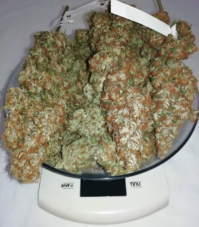 Семена сорта NYC Diesel fem (Sweet Seeds)