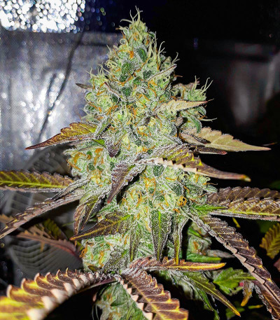 Семена сорта Grand Daddy Purple Fast Version fem (Семяныч)