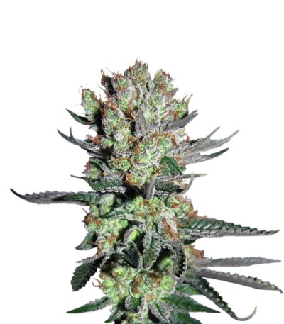 Семена сорта Smile fem (Kannabia Seed Company)