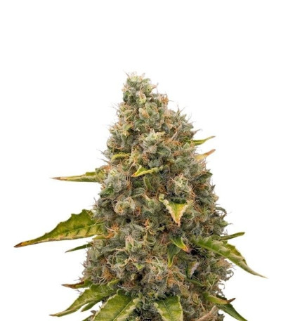 Семена сорта White Widow fem (Royal Queen Seeds)