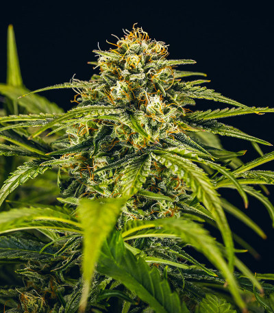 Семена сорта Medusa F1 Auto fem (RQS)