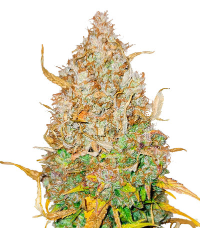 Семена сорта GMO Auto fem (Barney's Farm)