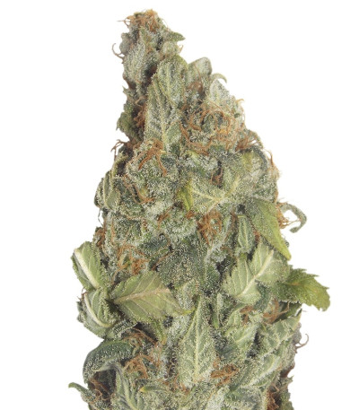 Семена сорта Chernobyl auto fem (Russian Genetic)