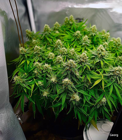 Семена сорта Mimosa X Orange Punch fem (Barney's Farm)